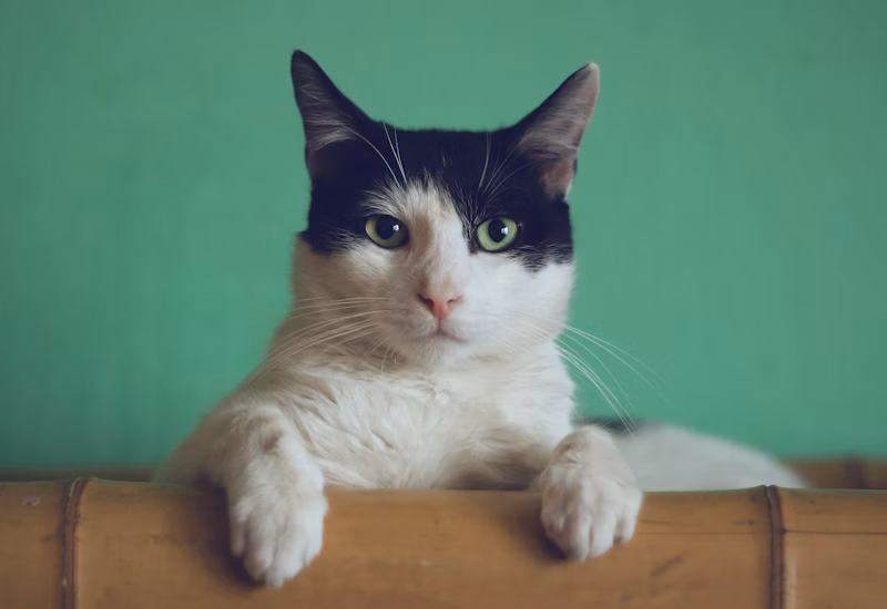 Katzenversicherung